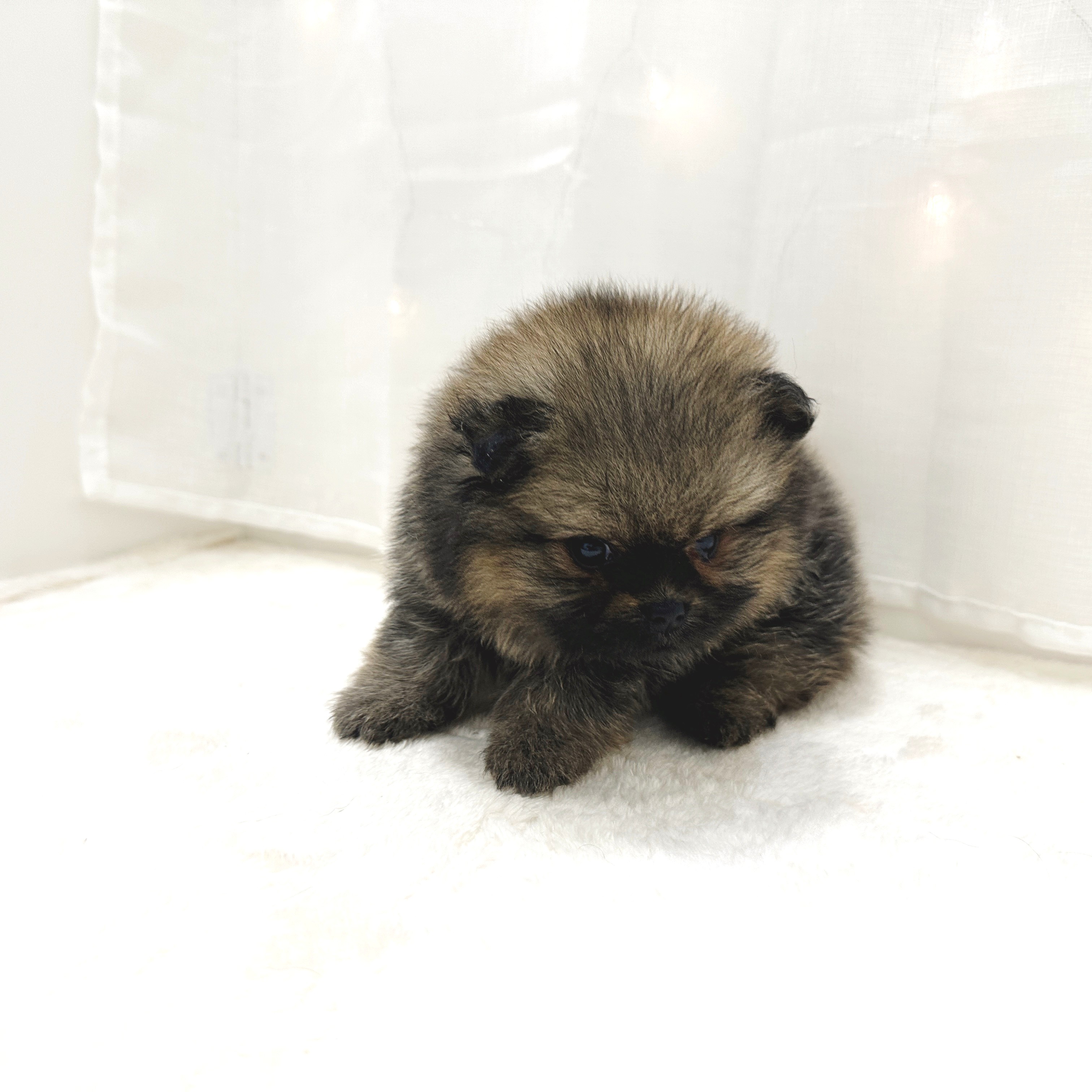 千葉県のポメラニアン (犬の家＆猫の里BIGHOPガーデンモール印西店/2025年5月1日生まれ/女の子/オレンジセーブル)の子犬の2枚目の画像