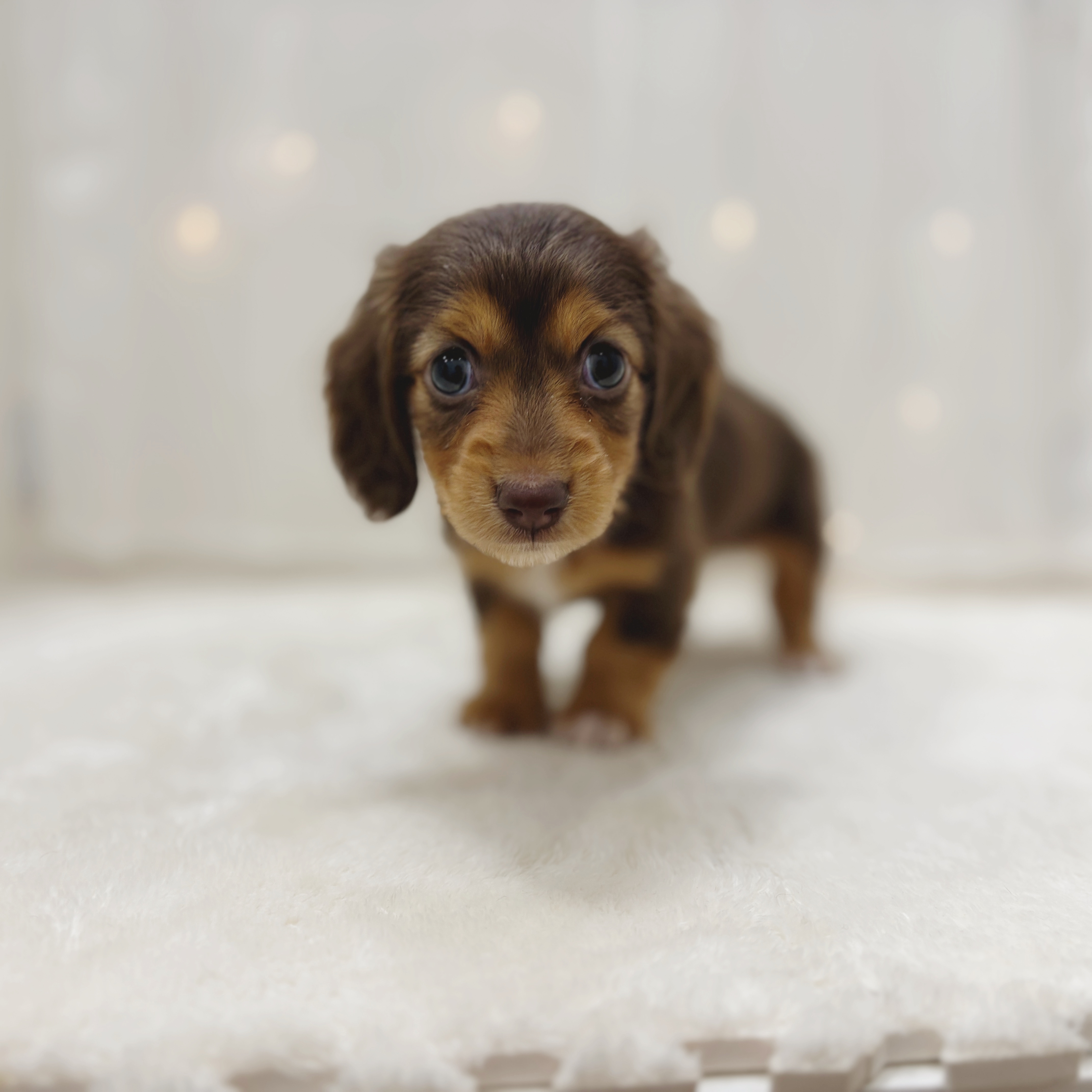 千葉県のミニチュアダックスフンド(ロング) (犬の家＆猫の里BIGHOPガーデンモール印西店/2025年8月26日生まれ/女の子/チョコレートタン)の子犬の1枚目の画像