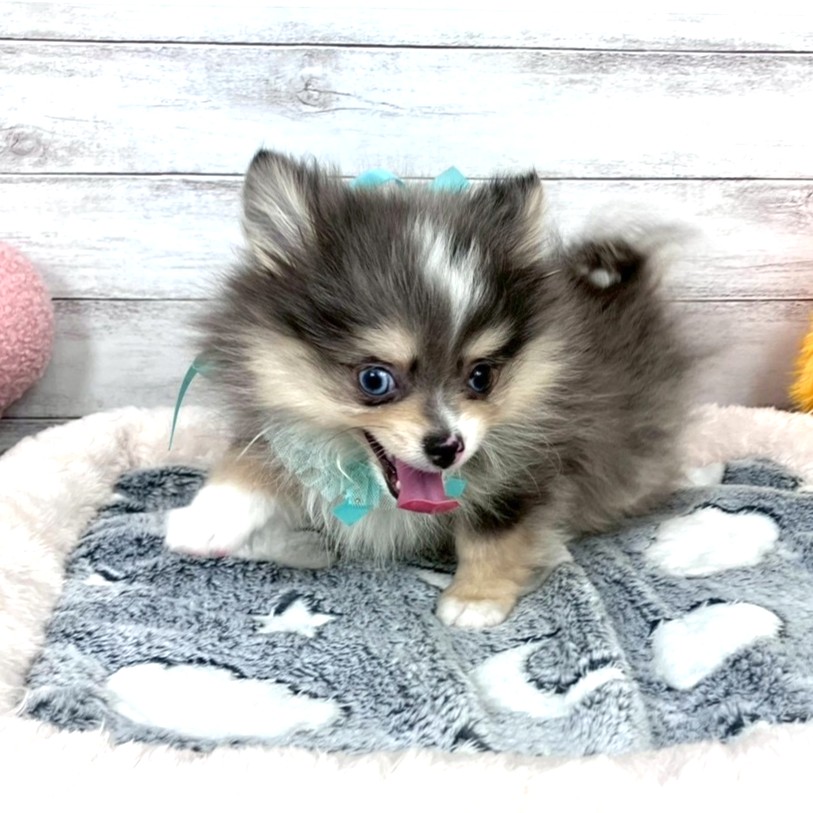 兵庫県のポメチワ/チワポメ/ポメチー(ポメラニアン×チワワ) (犬の家＆猫の里川西店/2026年1月13日生まれ/男の子/ブルーマール)の子犬の2枚目の画像