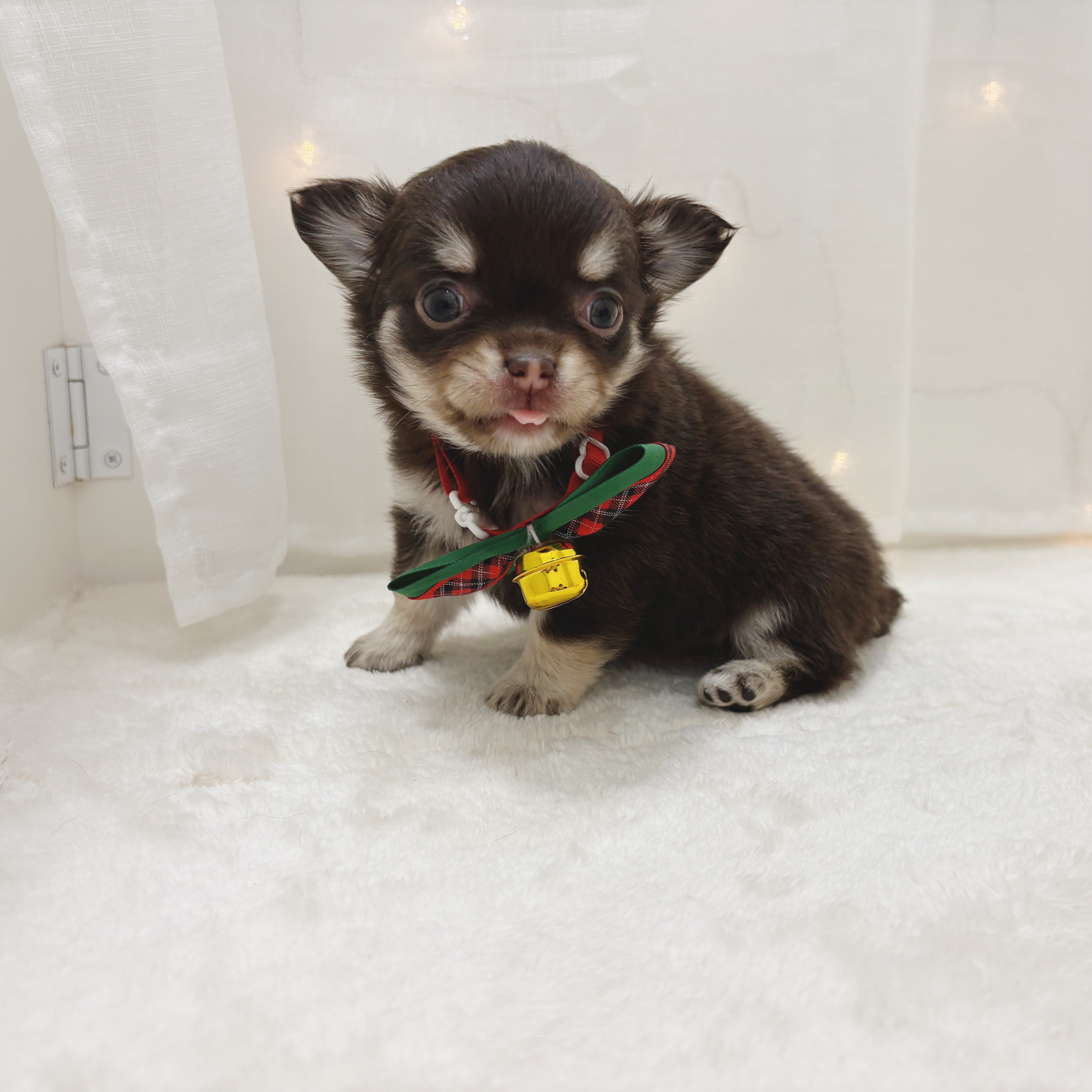 千葉県のチワワ(ロング) (犬の家＆猫の里BIGHOPガーデンモール印西店/2025年10月27日生まれ/女の子/チョコレートタンホワイト)の子犬の1枚目の画像