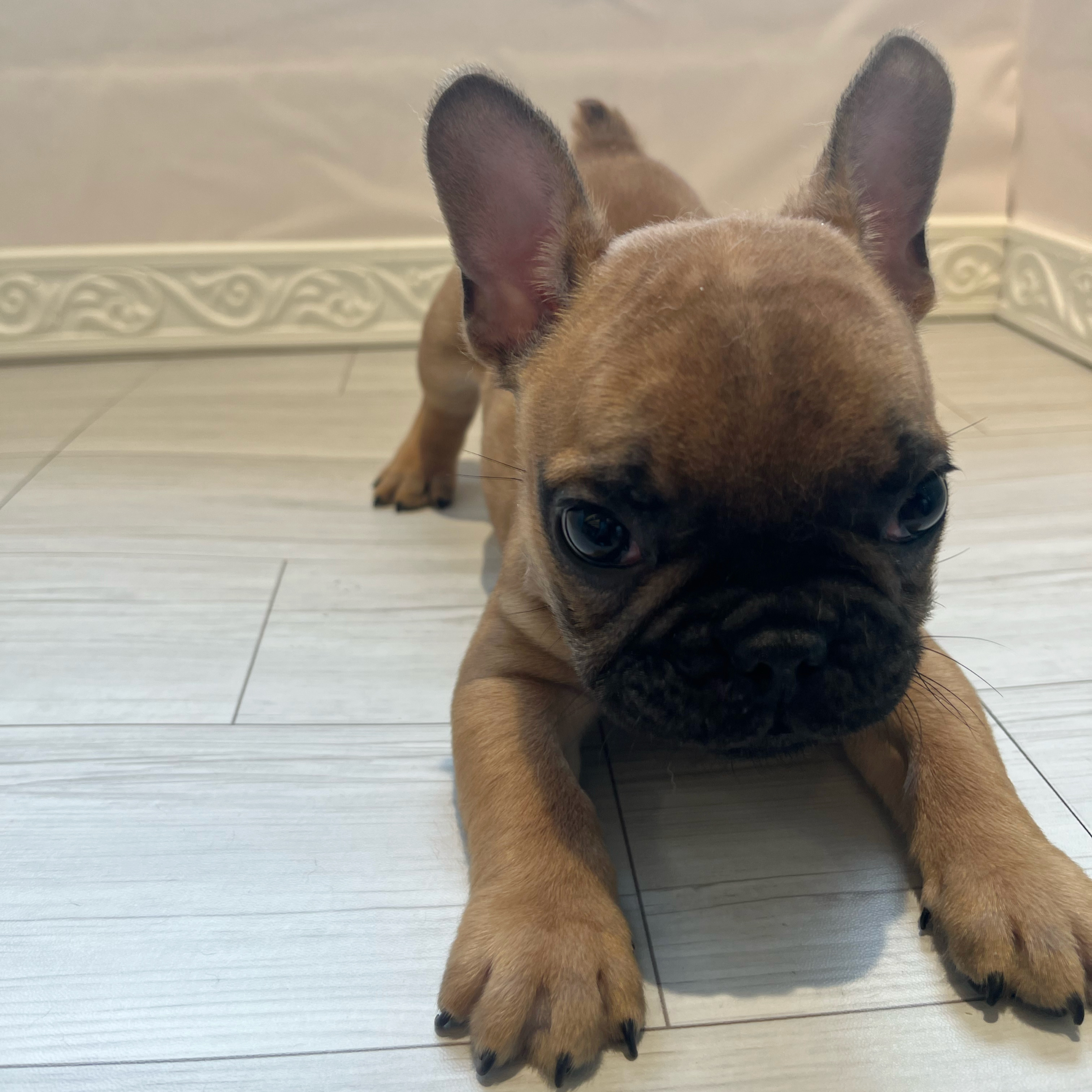フレンチブルドッグ男の子の写真