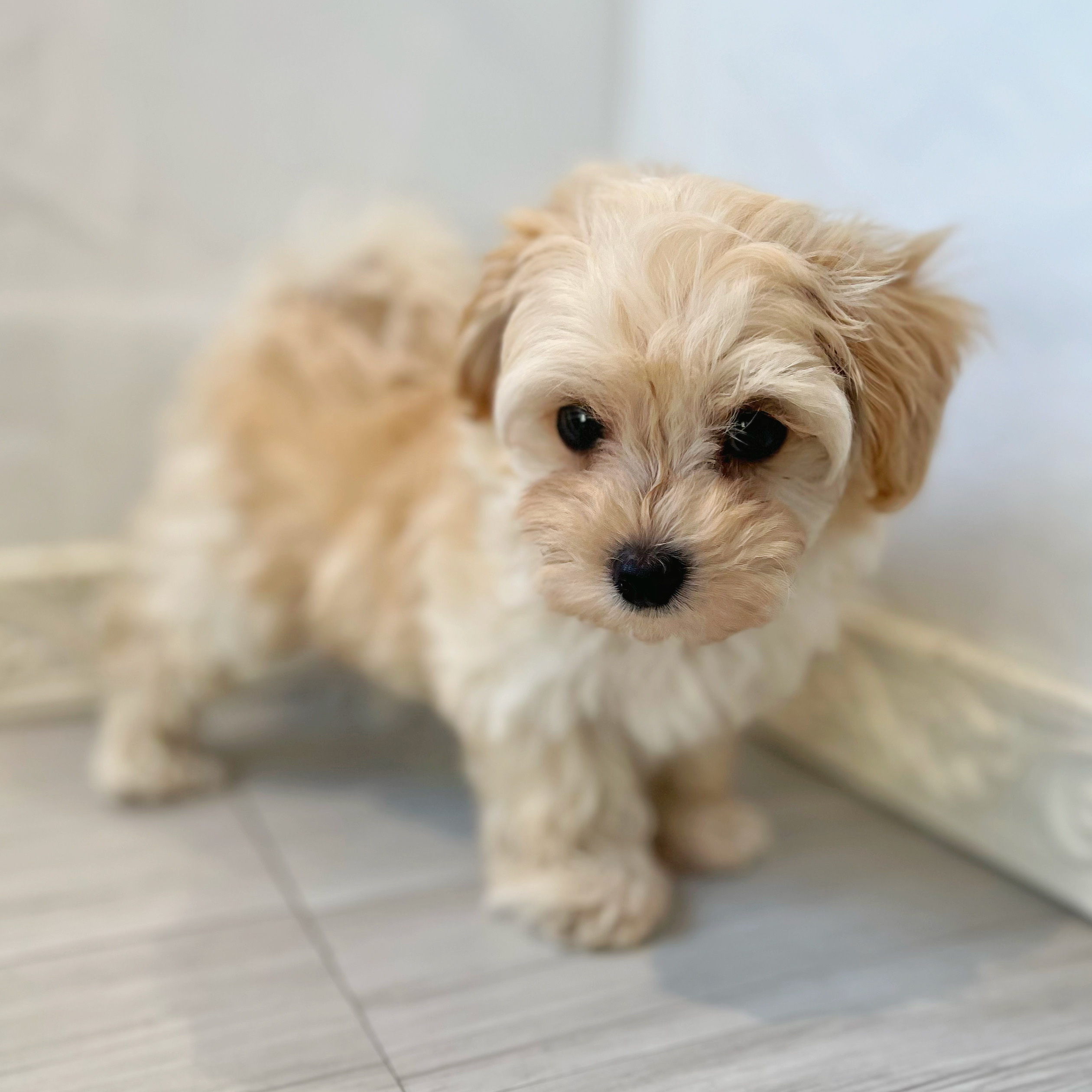 ハーフ犬男の子の写真