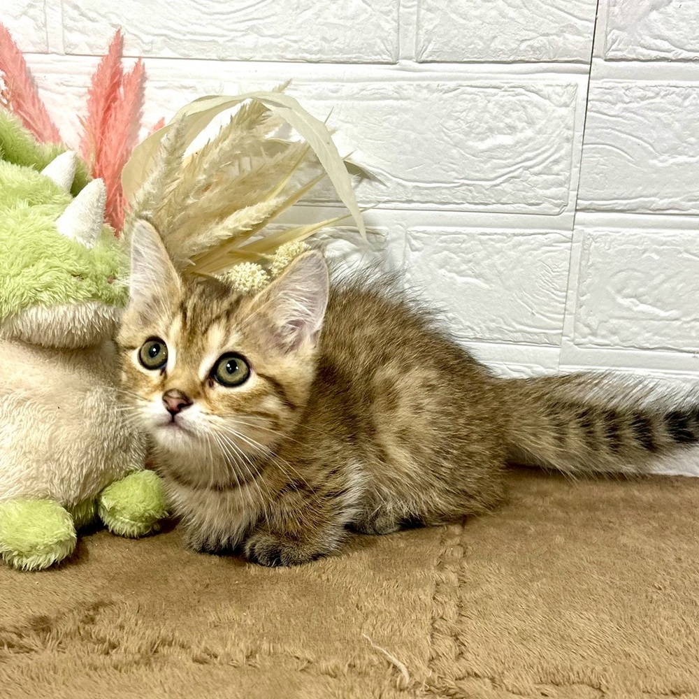 兵庫県のミヌエット (犬の家＆猫の里ニッケパークタウン加古川店/2025年7月13日生まれ/男の子/ブラウンタビー)の子猫の2枚目の画像