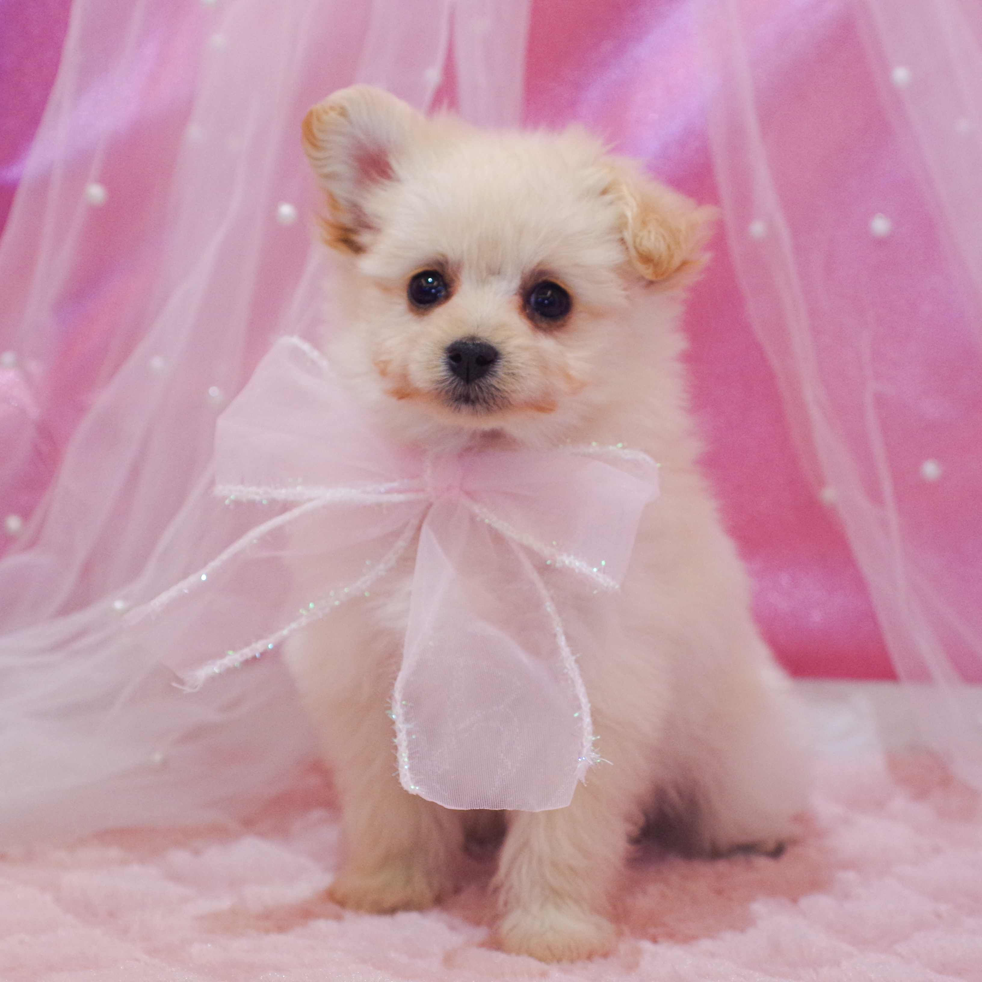 静岡県のチワプー/プーチー(チワワ×プードル) (犬の家＆猫の里富士店/2025年12月13日生まれ/女の子/ホワイト)の子犬の1枚目の画像