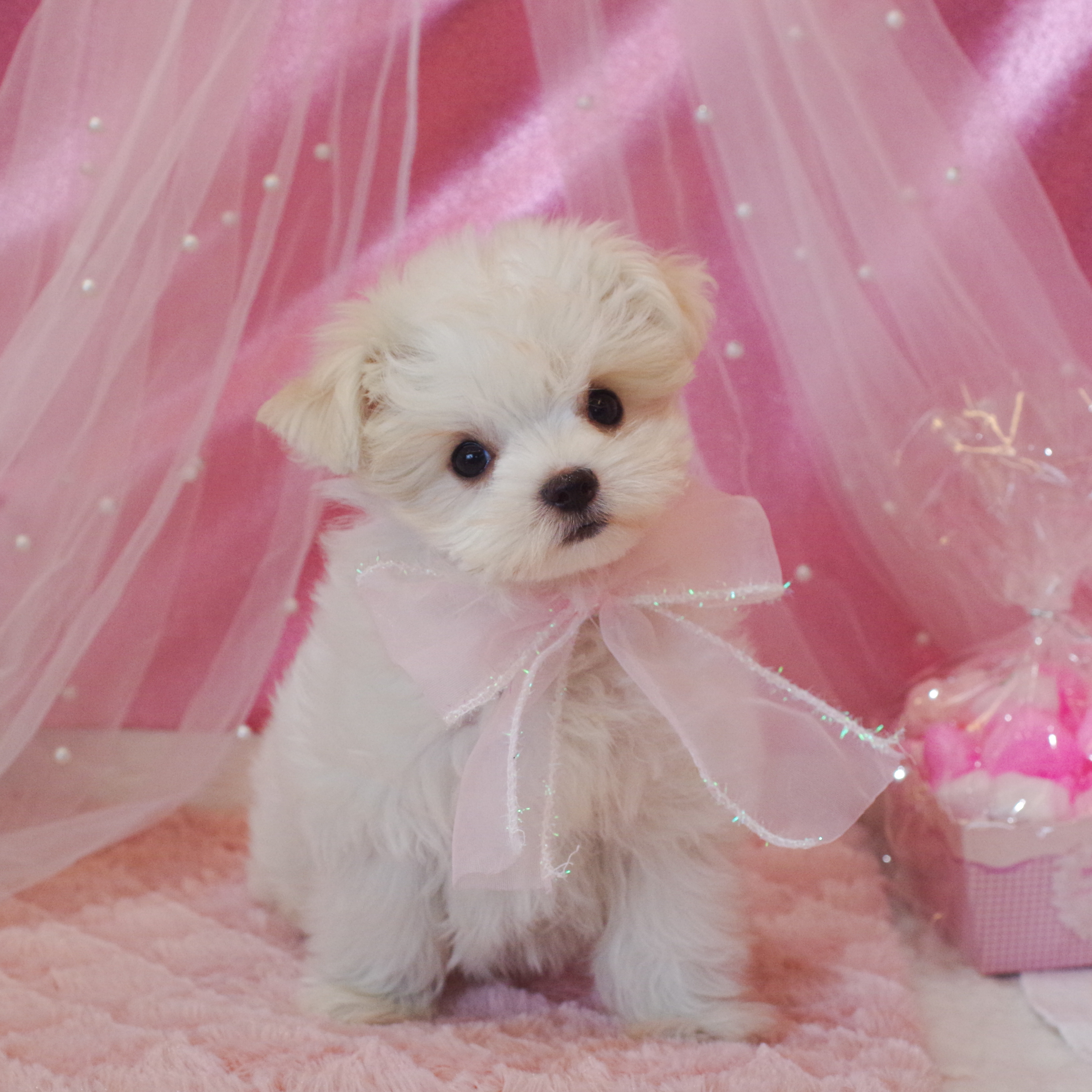 静岡県のチワマル/マルチワ(チワワ×マルチーズ) (犬の家＆猫の里富士店/2025年12月23日生まれ/女の子/ホワイトクリーム)の子犬の2枚目の画像
