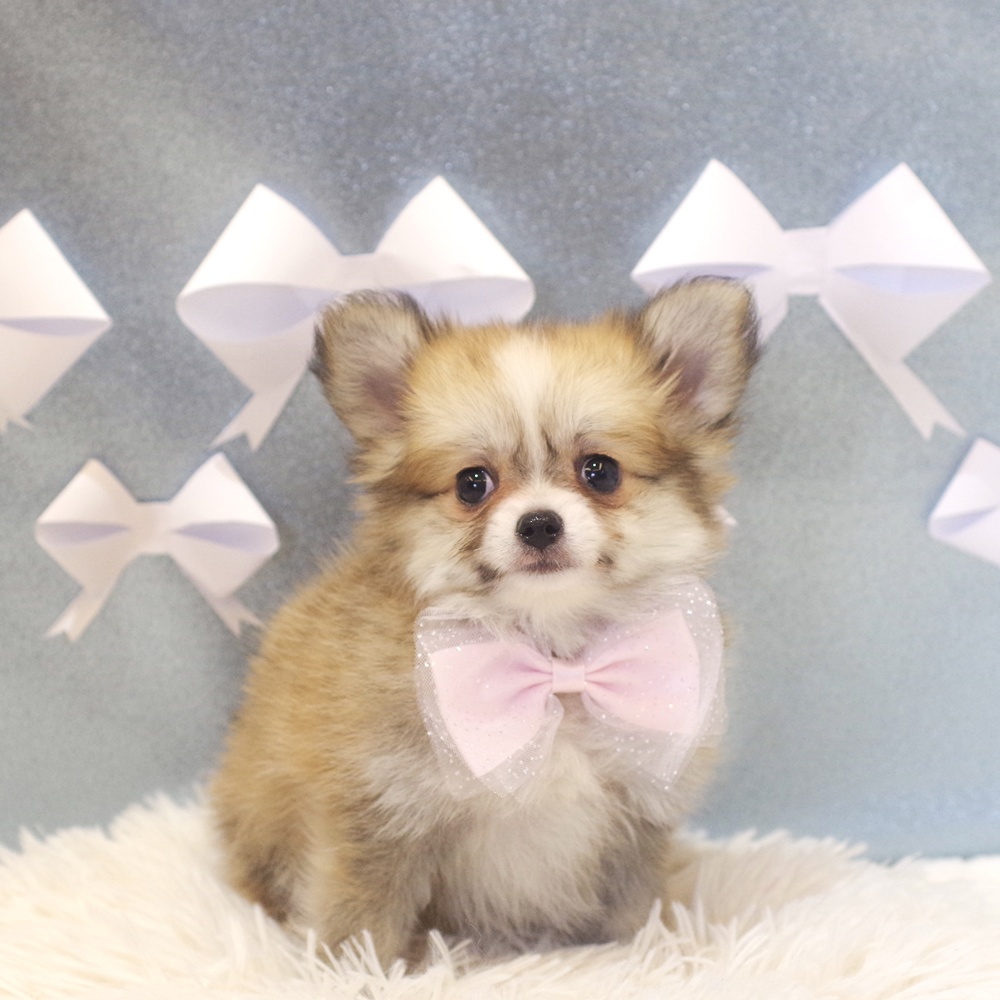 静岡県のポメチワ/チワポメ/ポメチー(ポメラニアン×チワワ) (犬の家＆猫の里富士店/2026年1月4日生まれ/女の子/フォーンホワイト)の子犬の2枚目の画像