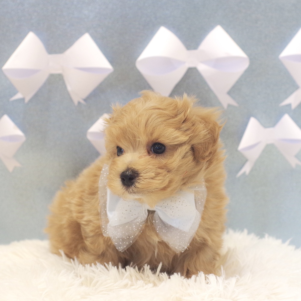 静岡県のマルプー(マルチーズ×プードル) (犬の家＆猫の里富士店/2026年1月6日生まれ/男の子/アプリコット)の子犬の1枚目の画像