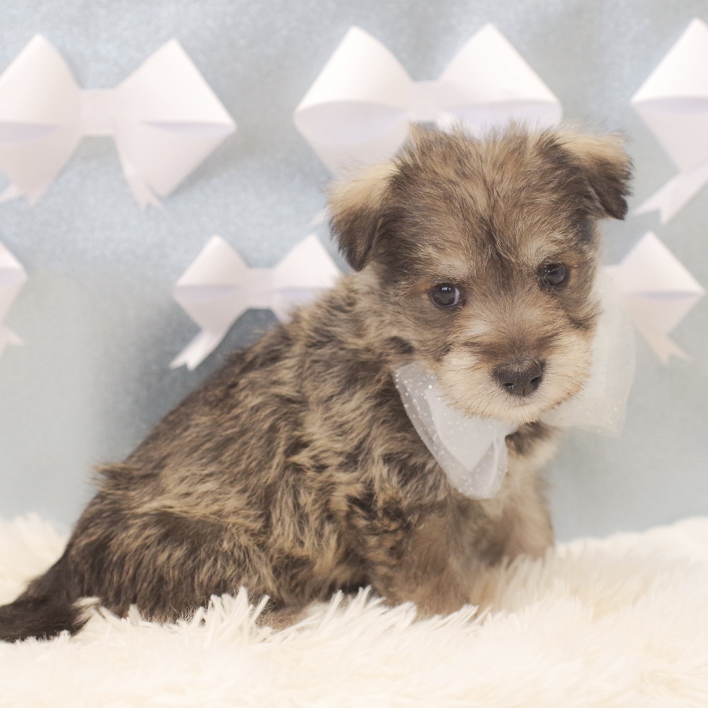 ハーフ犬男の子の写真