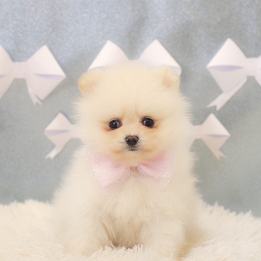静岡県のポメラニアン (犬の家＆猫の里富士店/2026年1月12日生まれ/女の子/クリーム)の子犬の1枚目の画像