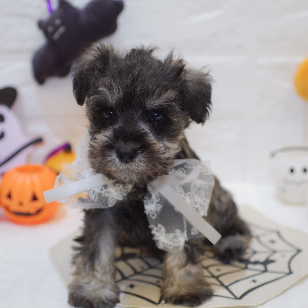 静岡県のミニチュアシュナウザー (犬の家＆猫の里富士店/2025年8月21日生まれ/男の子/ソルトペッパー)の子犬の1枚目の画像