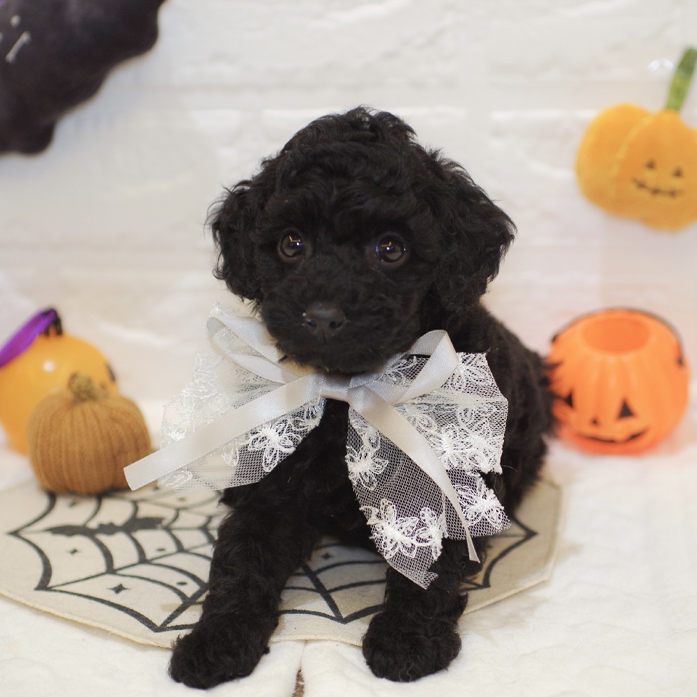 りんたんページ トイプードル ウェディング 愛知県のトイプードル オレンジフォーン 男の子のご紹介(195318