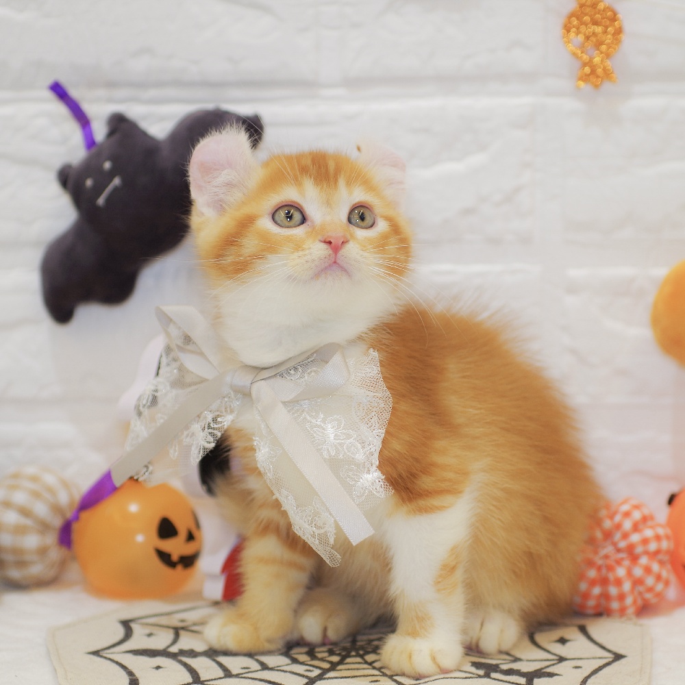 静岡県のキンカロー (犬の家＆猫の里富士店/2025年8月26日生まれ/男の子/レッドタビーホワイト)の子猫の1枚目の画像