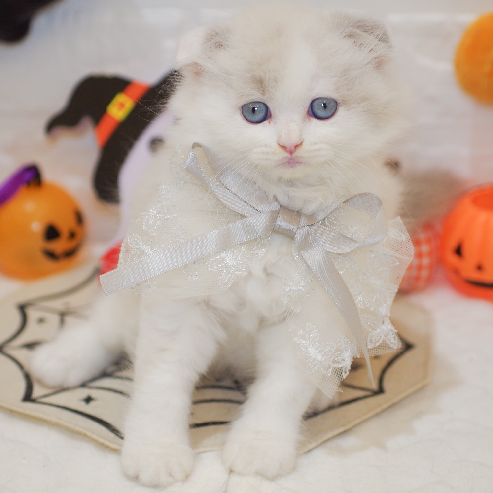 静岡県のスコティッシュフォールド (犬の家＆猫の里富士店/2025年8月20日生まれ/男の子/ブルーポイントホワイト)の子猫の2枚目の画像