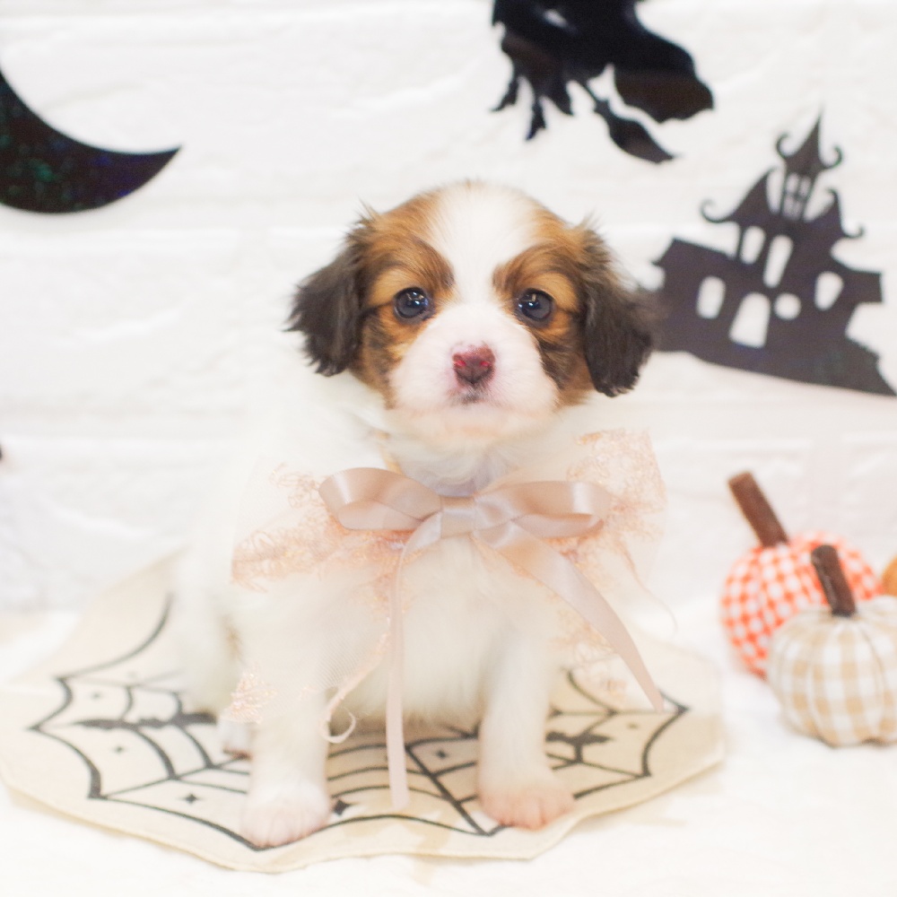 静岡県のパピヨン (犬の家＆猫の里富士店/2025年9月2日生まれ/女の子/ホワイトブラウン)の子犬の1枚目の画像