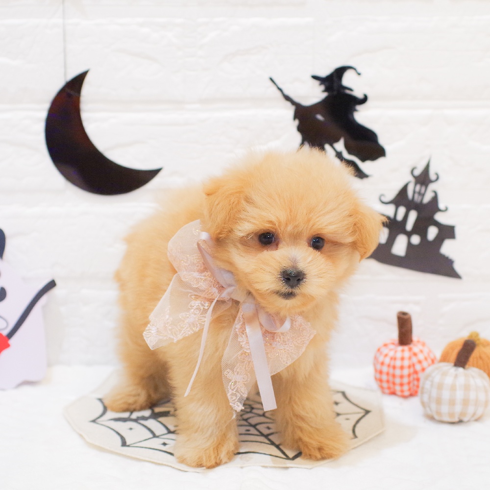 静岡県のポメプー(ポメラニアン×プードル) (犬の家＆猫の里富士店/2025年8月27日生まれ/男の子/アプリコット)の子犬の1枚目の画像