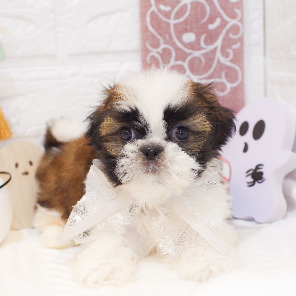 静岡県のシーズー (犬の家＆猫の里富士店/2025年9月1日生まれ/男の子/ゴールドホワイト)の子犬の1枚目の画像