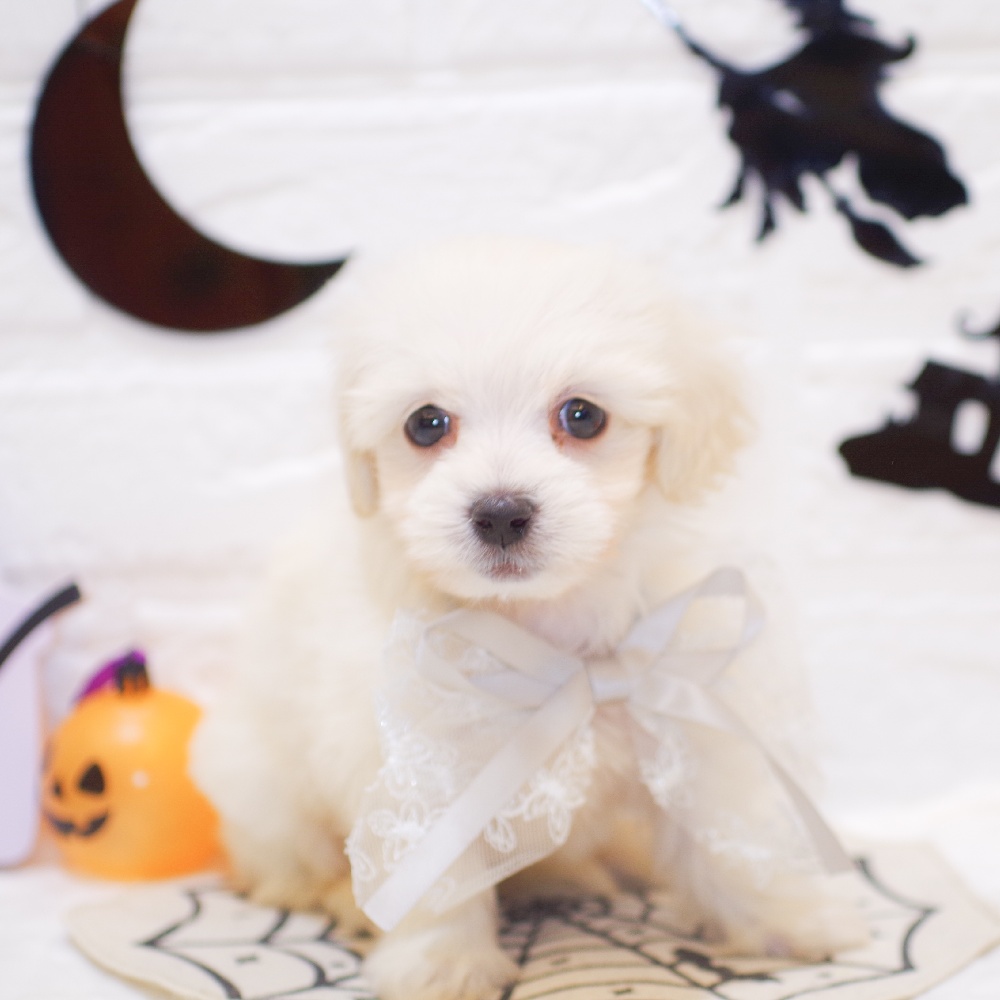 静岡県のマルックス(マルチーズ×ダックス) (犬の家＆猫の里富士店/2025年9月1日生まれ/男の子/クリーム)の子犬の1枚目の画像