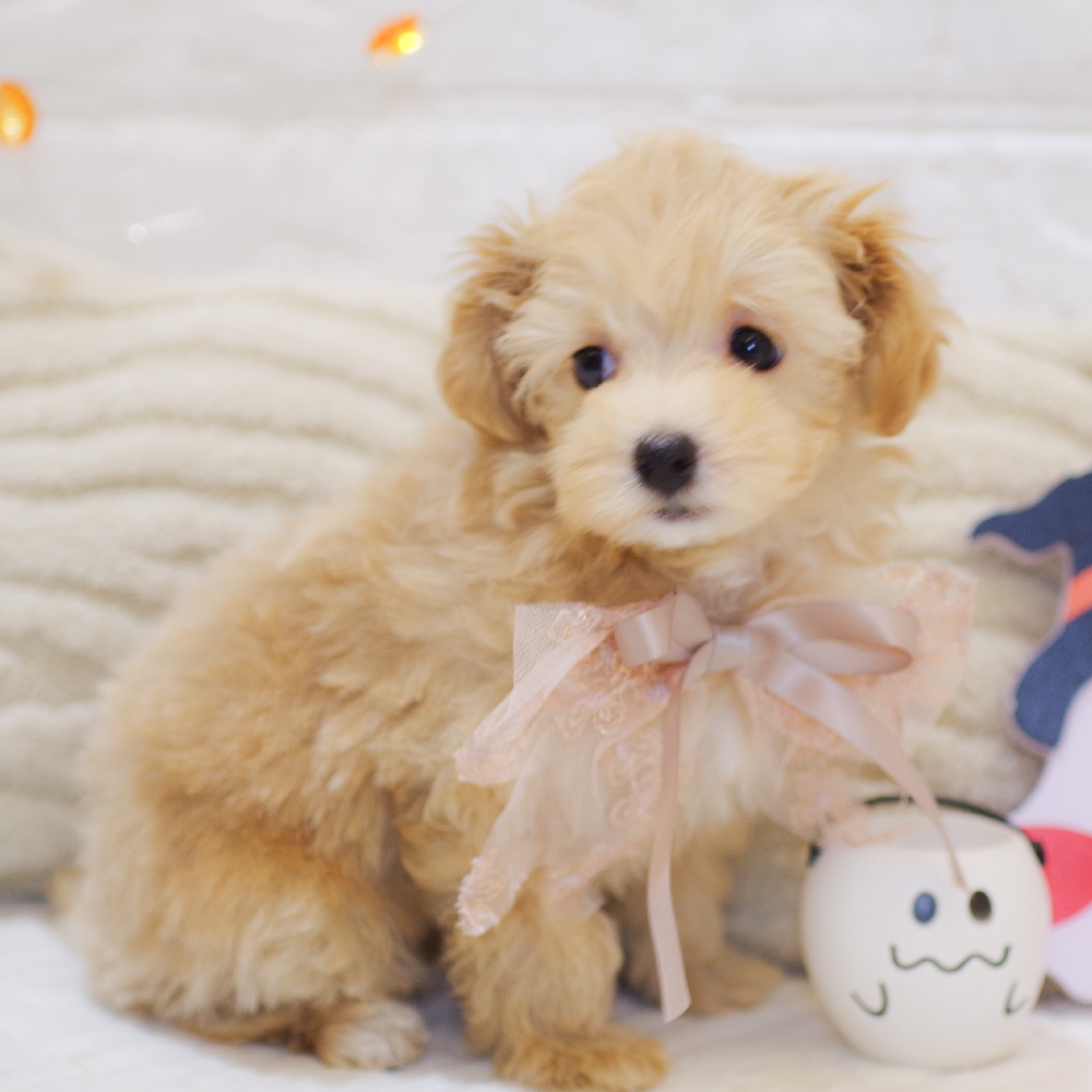 静岡県のマルプー(マルチーズ×プードル) (犬の家＆猫の里富士店/2025年8月31日生まれ/女の子/アプリコットホワイト)の子犬の2枚目の画像