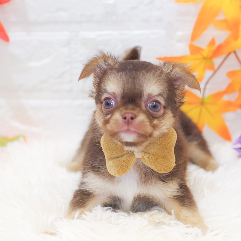 チワワ（ロング）男の子の写真