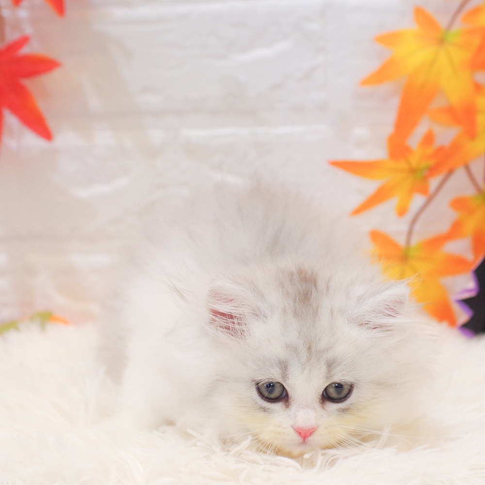 静岡県のミヌエット (犬の家＆猫の里富士店/2025年9月22日生まれ/男の子/シルバータビーホワイト)の子猫の2枚目の画像