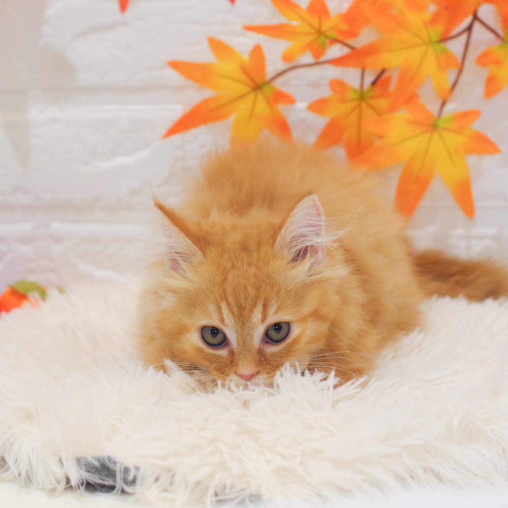 静岡県のマンチカン (犬の家＆猫の里富士店/2025年9月20日生まれ/女の子/レッドタビー)の子猫の2枚目の画像