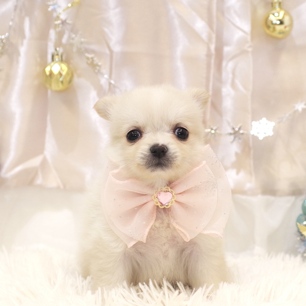 ハーフ犬女の子の写真