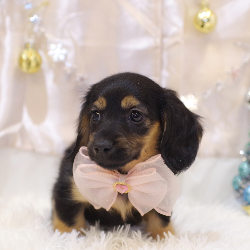 ミニチュアダックス女の子の写真