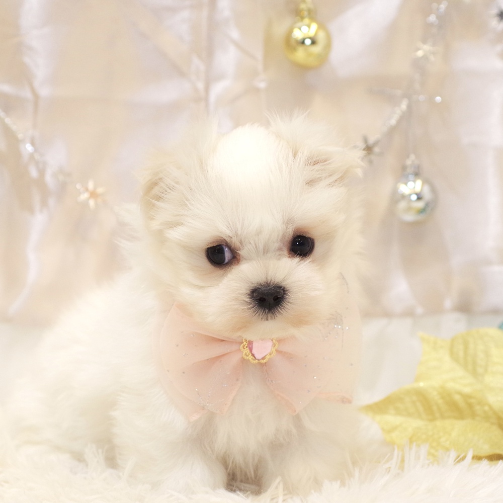 マルチーズ女の子の写真