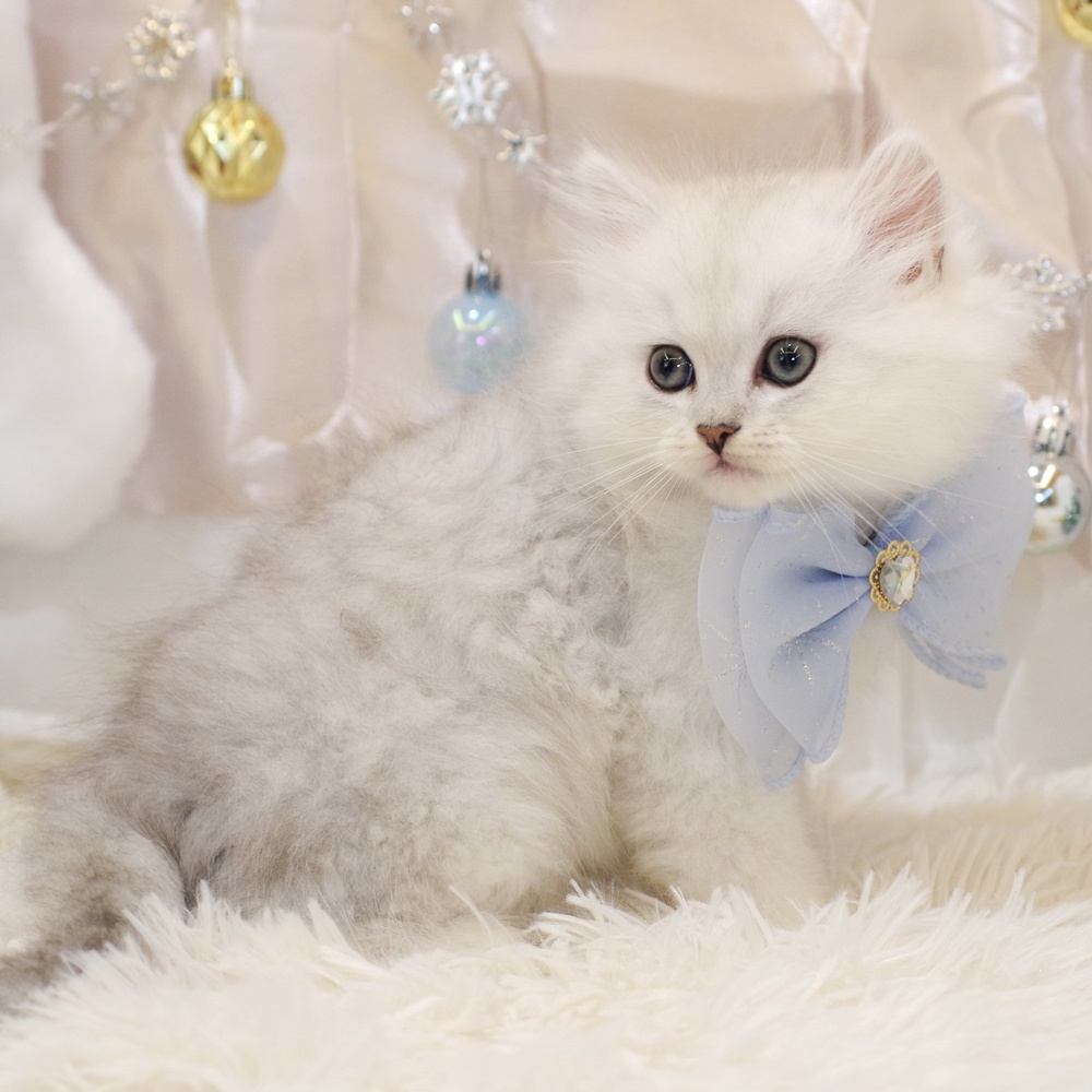 ミヌエット男の子の写真