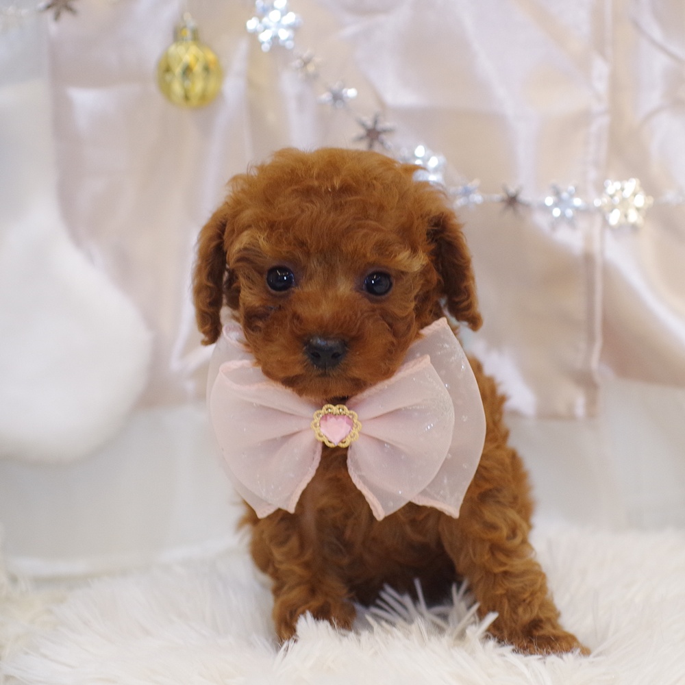 静岡県のトイプードル(トイ) (犬の家＆猫の里富士店/2025年10月20日生まれ/女の子/レッド)の子犬の1枚目の画像