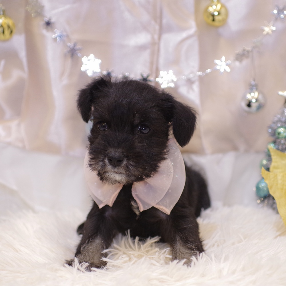 静岡県のミニチュアシュナウザー (犬の家＆猫の里富士店/2025年10月21日生まれ/女の子/ブラックシルバー)の子犬の1枚目の画像