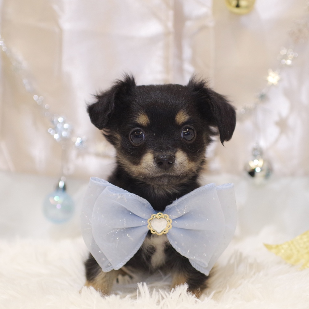 静岡県のチワックス(チワワ×ダックス) (犬の家＆猫の里富士店/2025年10月28日生まれ/男の子/ブラックタン)の子犬の1枚目の画像