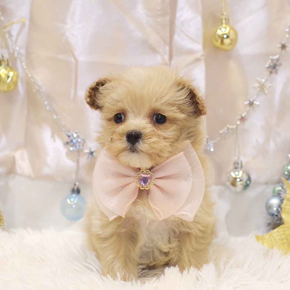 静岡県のマルプー(マルチーズ×プードル) (犬の家＆猫の里富士店/2025年10月26日生まれ/女の子/クリーム)の子犬