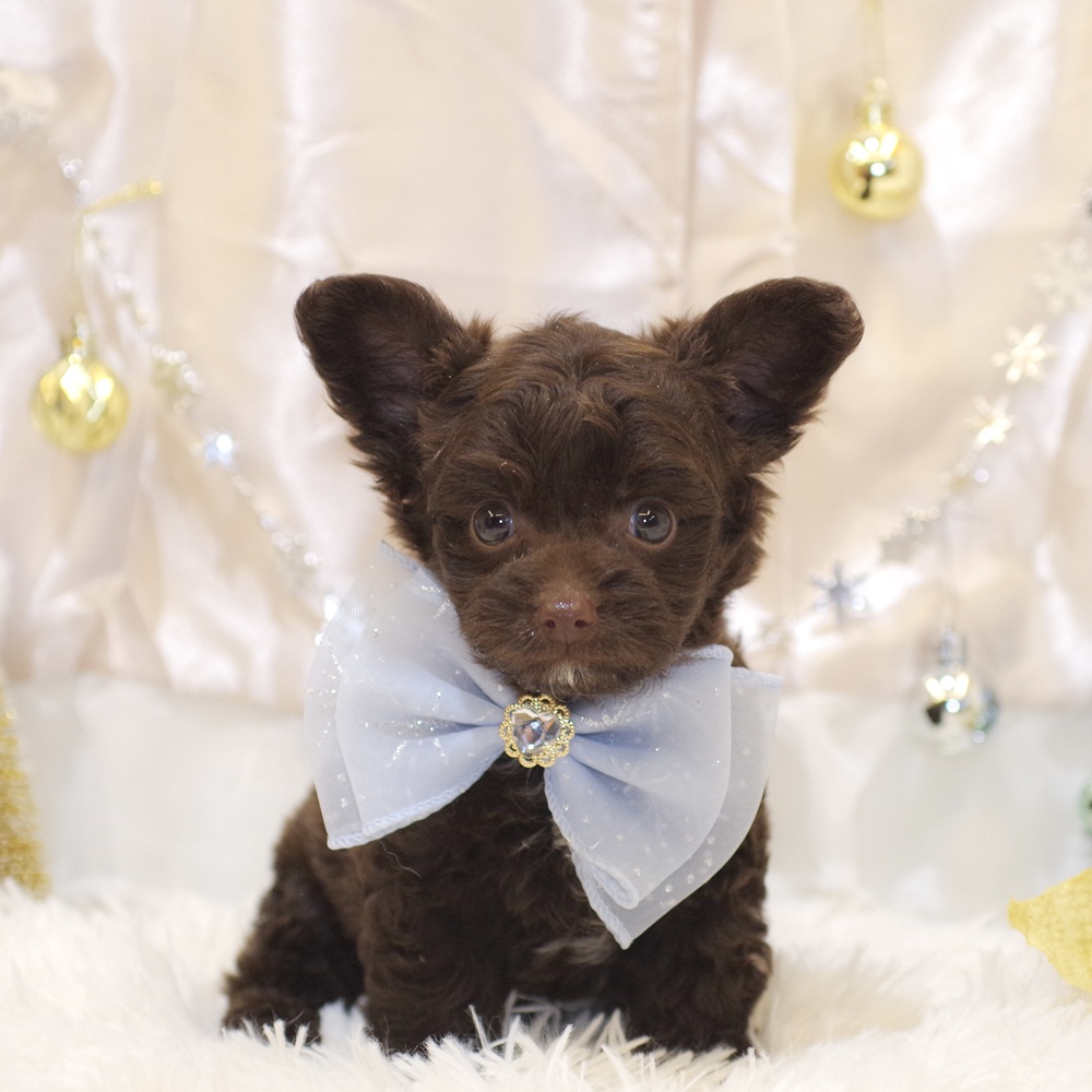 静岡県のチワプー/プーチー(チワワ×プードル) (犬の家＆猫の里富士店/2025年10月27日生まれ/男の子/ブラウン)の子犬の1枚目の画像