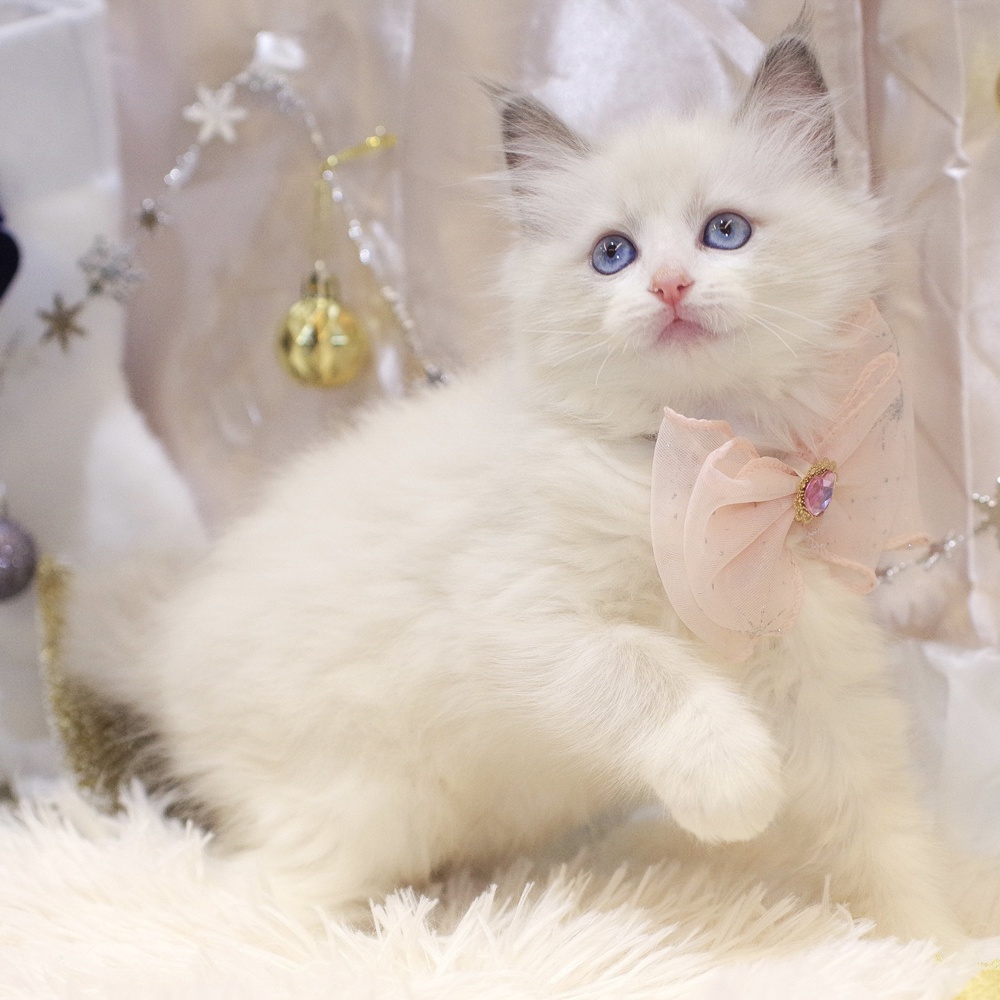 静岡県のラグドール (犬の家＆猫の里富士店/2025年10月25日生まれ/女の子/ブルーポイントバイカラー)の子猫の1枚目の画像