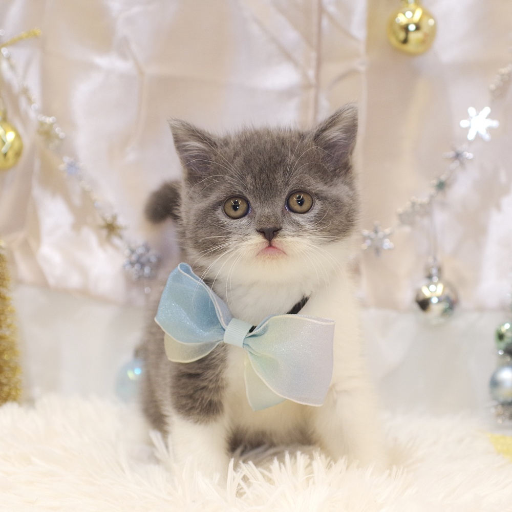 静岡県のブリティッシュショートヘアー (犬の家＆猫の里富士店/2025年10月28日生まれ/男の子/ブルーホワイト)の子猫の1枚目の画像