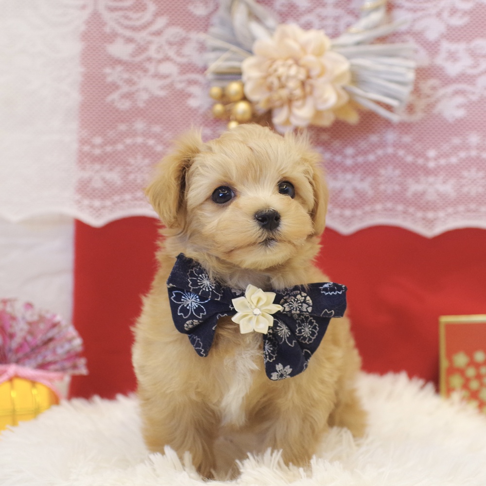 静岡県のマルプー(マルチーズ×プードル) (犬の家＆猫の里富士店/2025年11月10日生まれ/男の子/アプリコット)の子犬の1枚目の画像