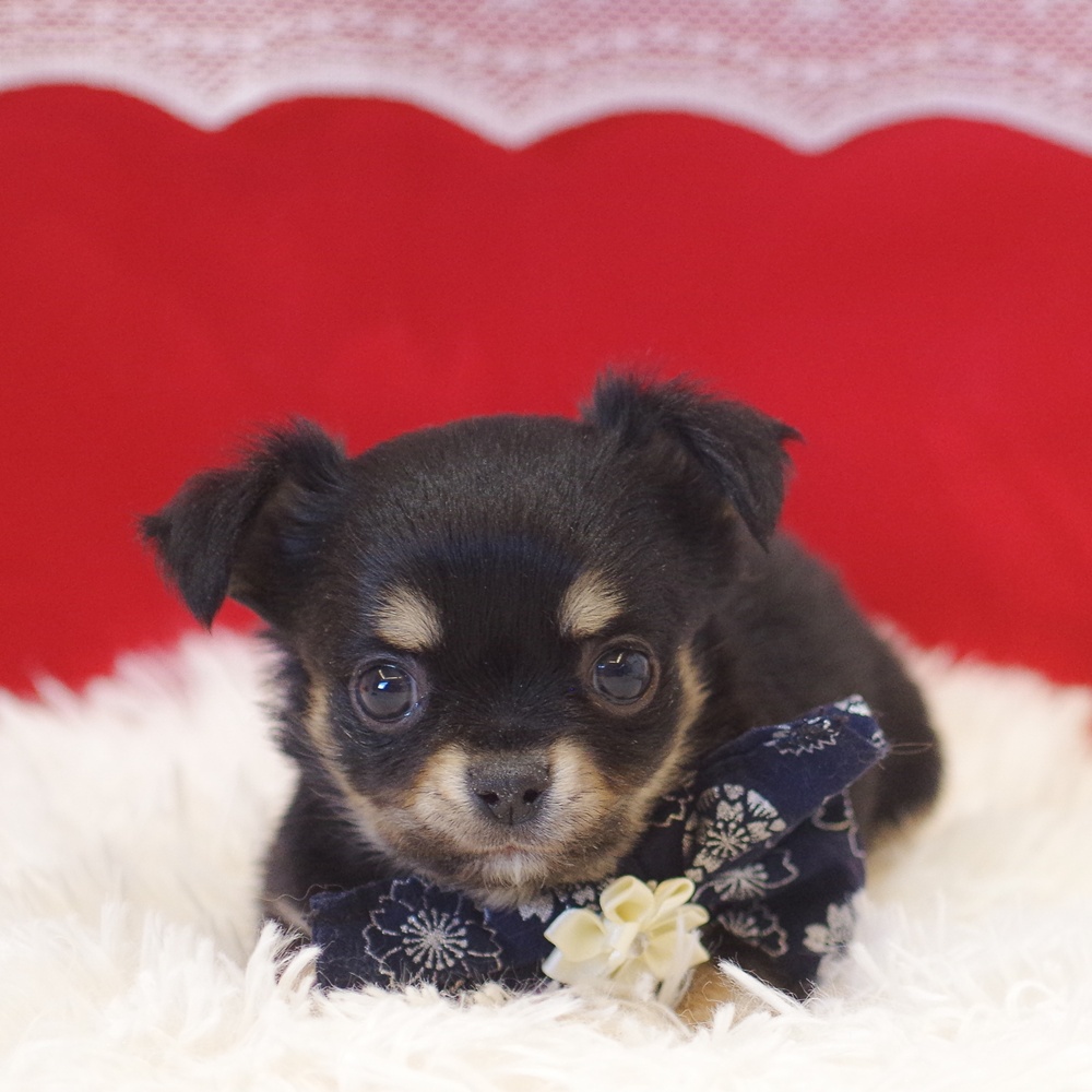 静岡県のチワワ(ロング) (犬の家＆猫の里富士店/2025年11月8日生まれ/男の子/ブラックタン)の子犬