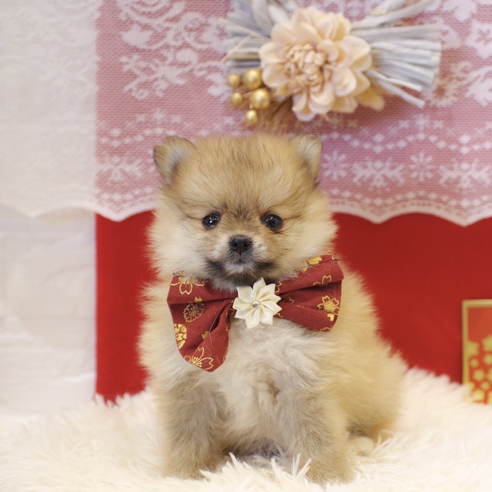 静岡県のポメラニアン (犬の家＆猫の里富士店/2025年11月8日生まれ/女の子/オレンジ)の子犬