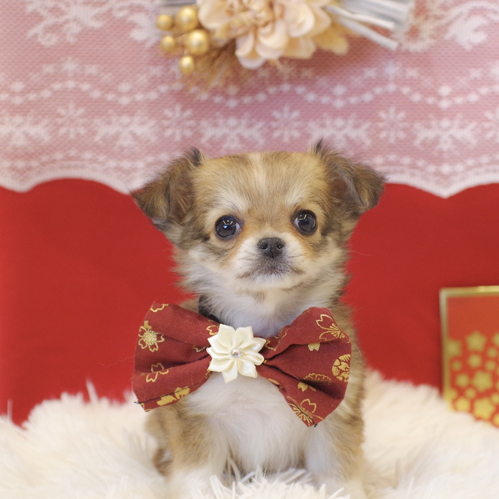 静岡県のチワワ(ロング) (犬の家＆猫の里富士店/2025年11月10日生まれ/女の子/レッドホワイト)の子犬