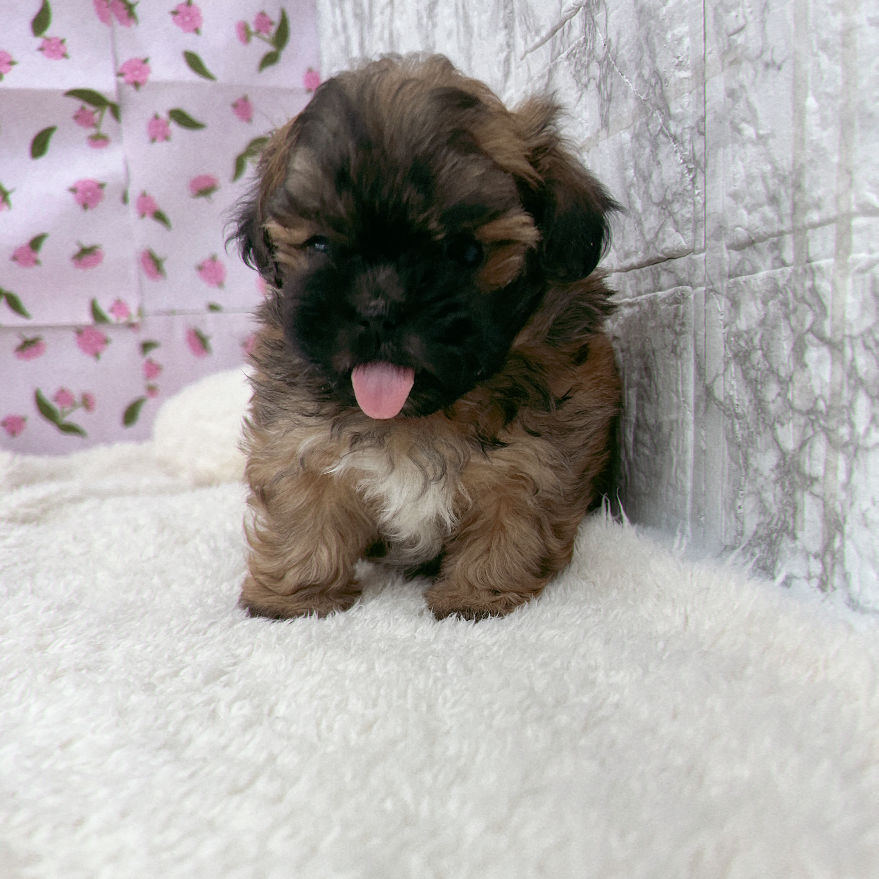 ハーフ犬男の子の写真