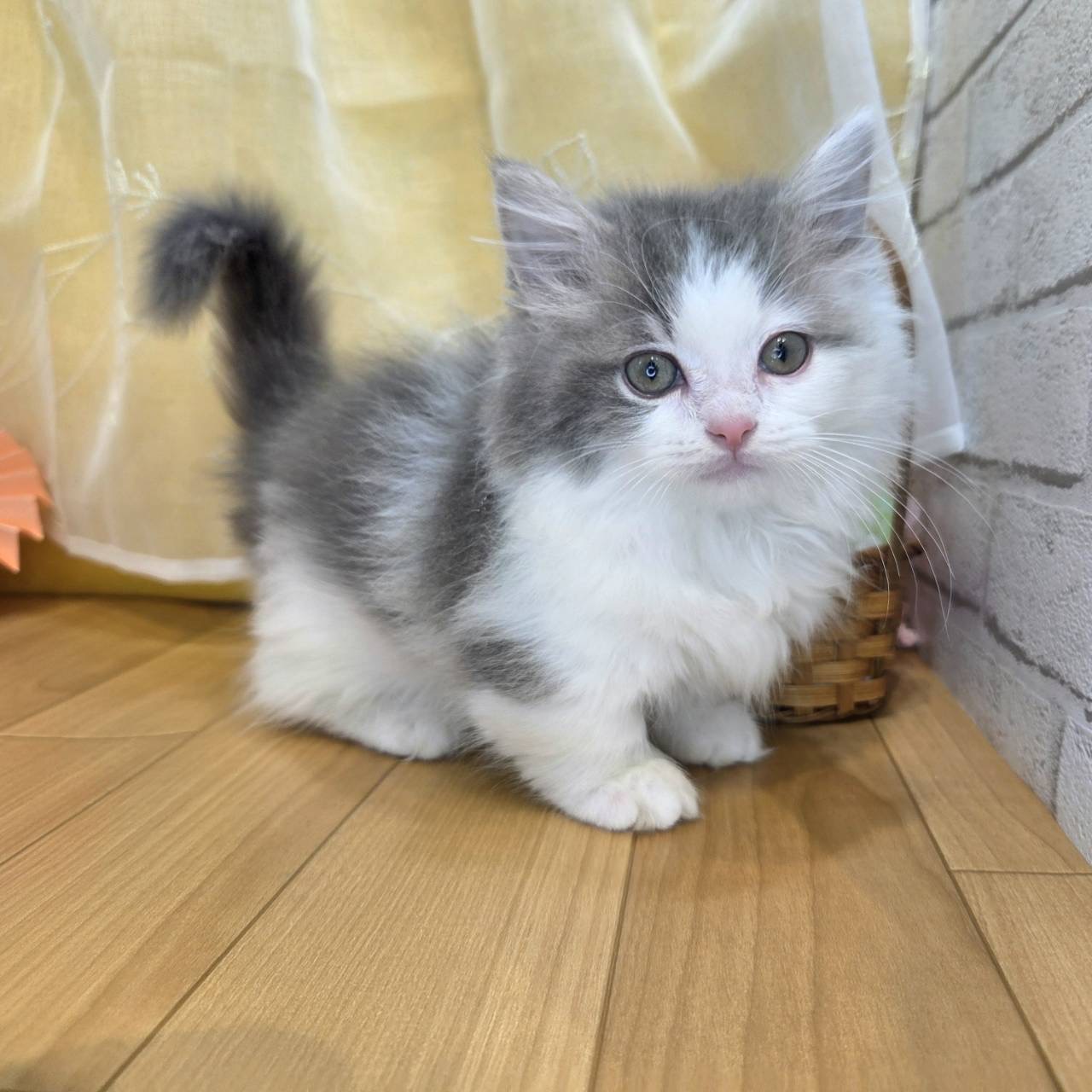長野県のマンチカン (犬の家＆猫の里カインズ梓川店/2026年1月23日生まれ/男の子/ブルータビーホワイト)の子猫の2枚目の画像