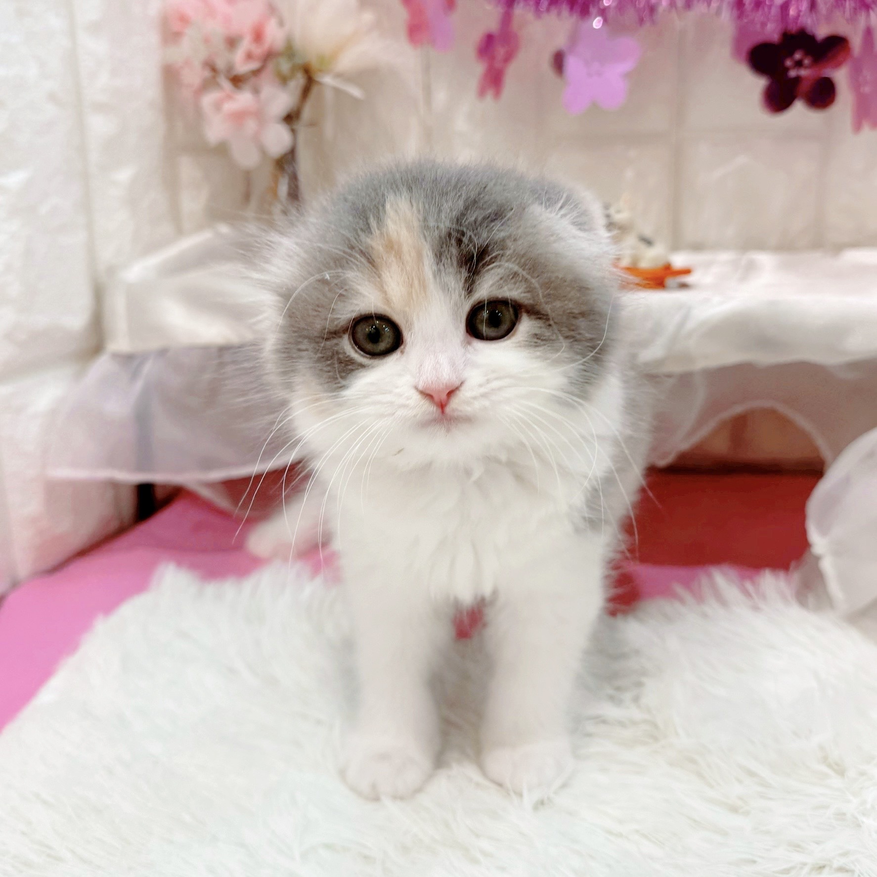 スコティッシュフォールド女の子の写真