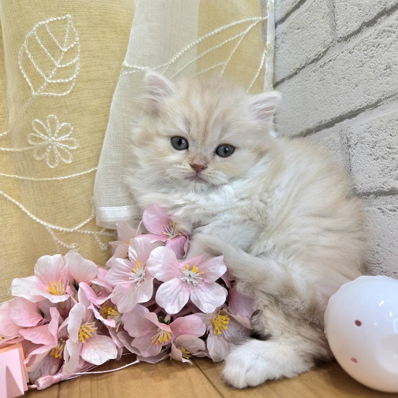 長野県のスコティッシュフォールド (犬の家＆猫の里カインズ梓川店/2026年2月2日生まれ/男の子/クリームタビーホワイト)の子猫の2枚目の画像