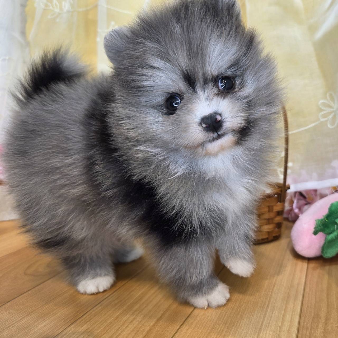 長野県のポメラニアン (犬の家＆猫の里カインズ梓川店/2026年2月3日生まれ/男の子/ブルーマール)の子犬の2枚目の画像