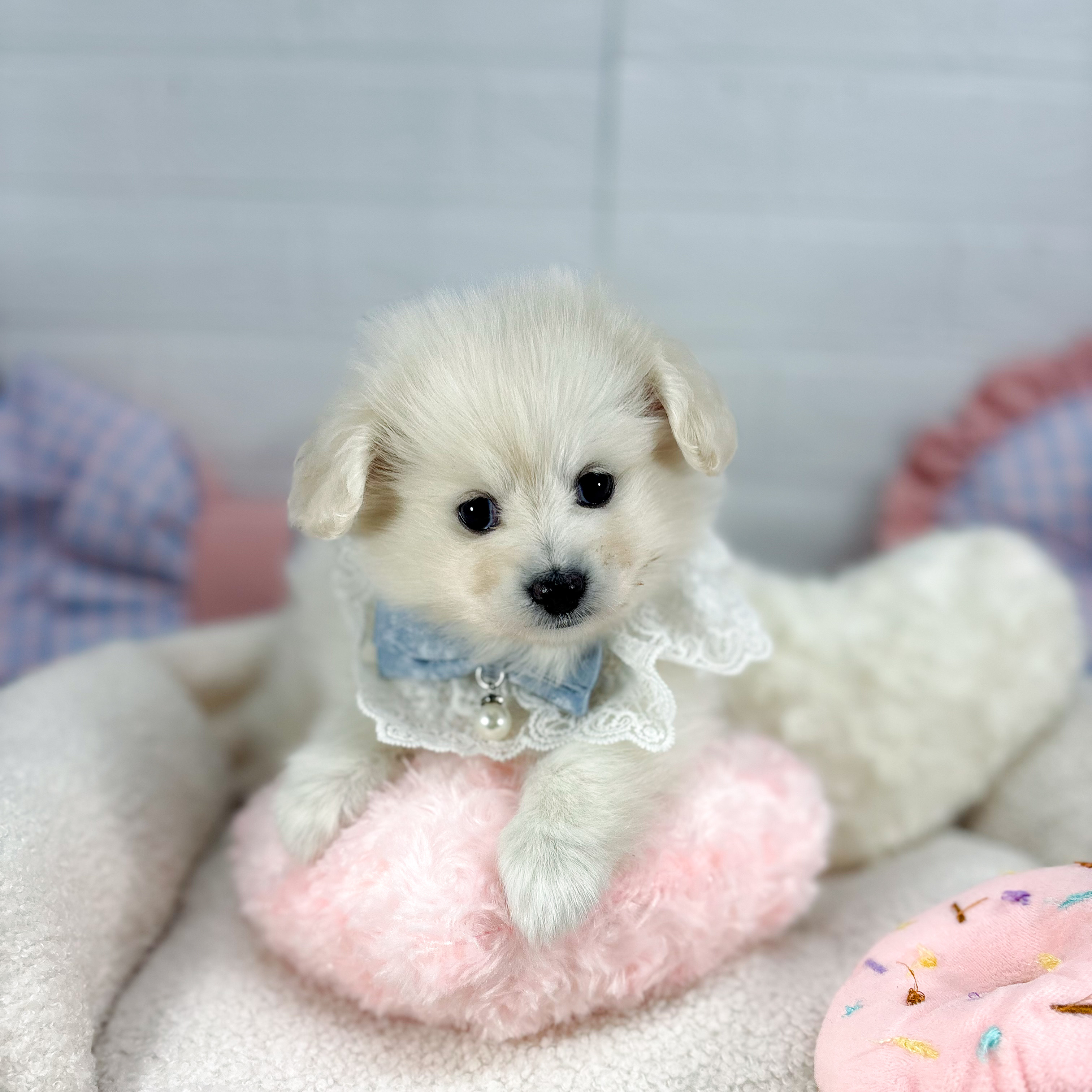 ハーフ犬男の子の写真