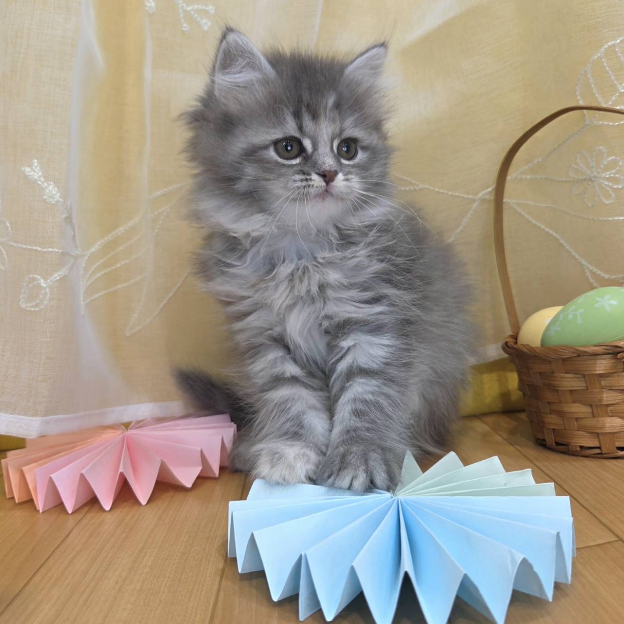 長野県のサイベリアン (犬の家＆猫の里カインズ梓川店/2026年2月2日生まれ/女の子/ブルータビー)の子猫の2枚目の画像