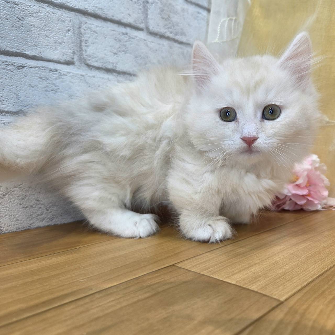 長野県のマンチカン (犬の家＆猫の里カインズ梓川店/2026年2月5日生まれ/男の子/クリームタビー)の子猫の2枚目の画像