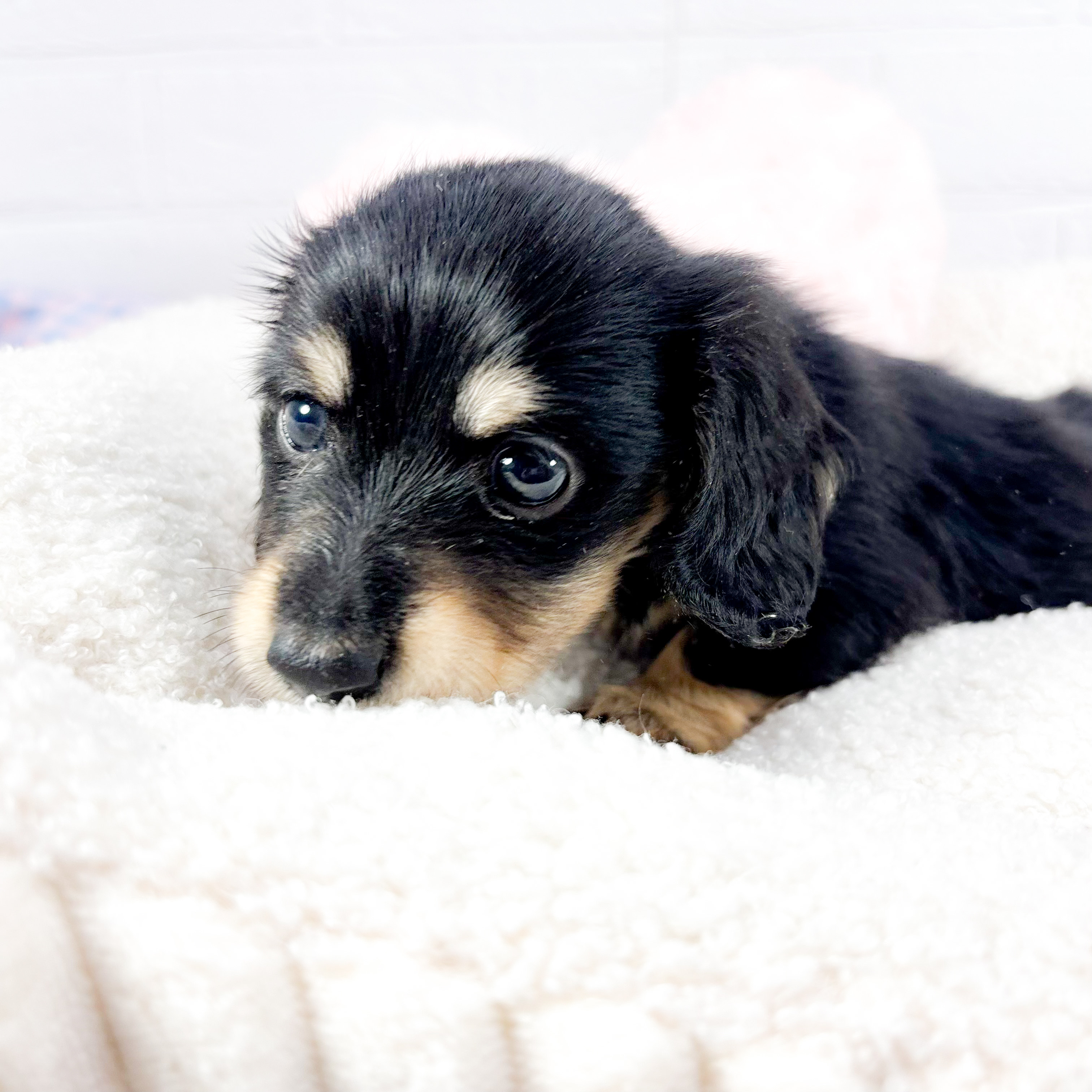 神奈川県のミニチュアダックスフンド(ロング) (犬の家＆猫の里元住吉ブレーメン通り店/2025年10月7日生まれ/男の子/ブラックタン)の子犬の2枚目の画像