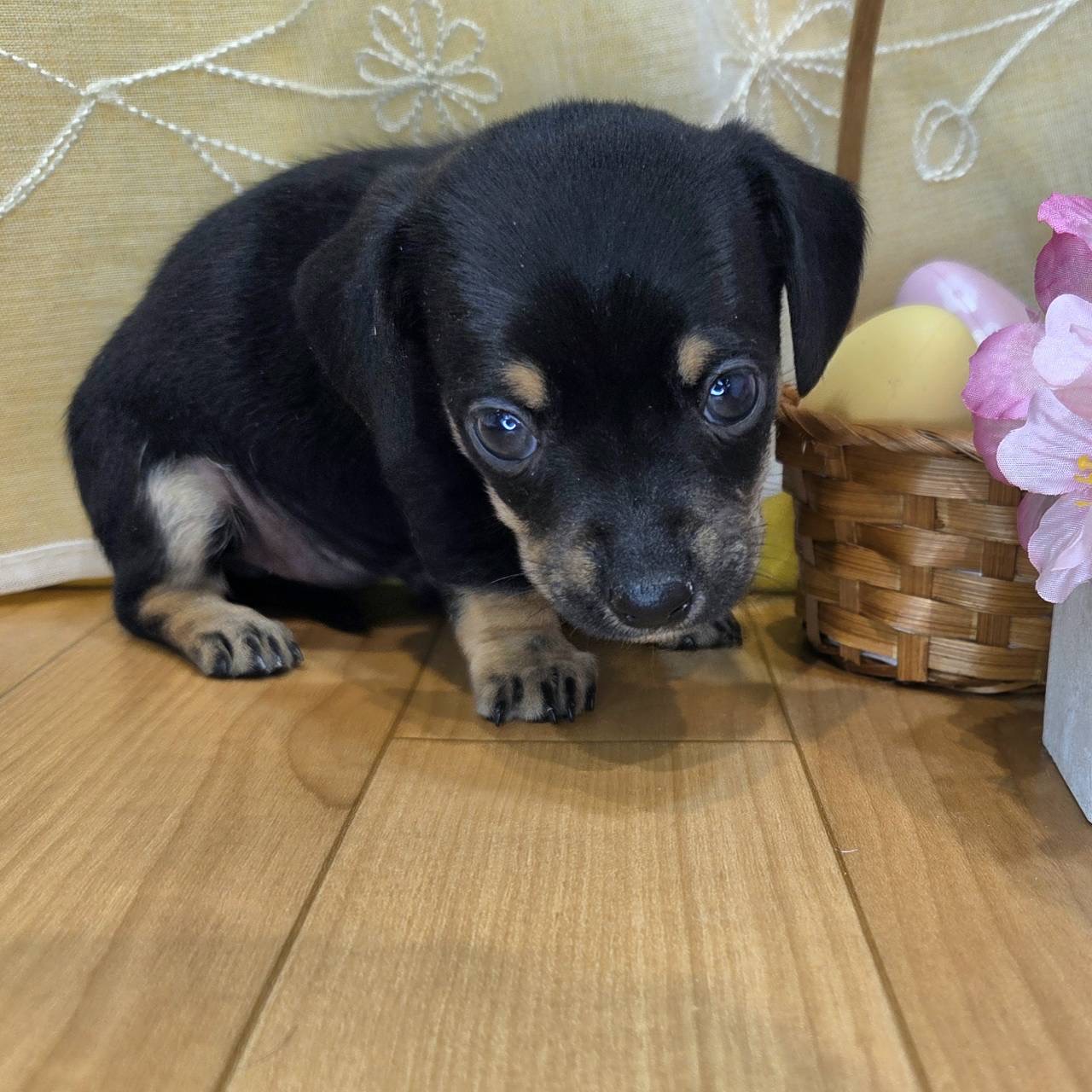 長野県のチワックス(チワワ×ダックス) (犬の家＆猫の里カインズ梓川店/2026年2月8日生まれ/女の子/ブラックタンホワイト)の子犬の2枚目の画像